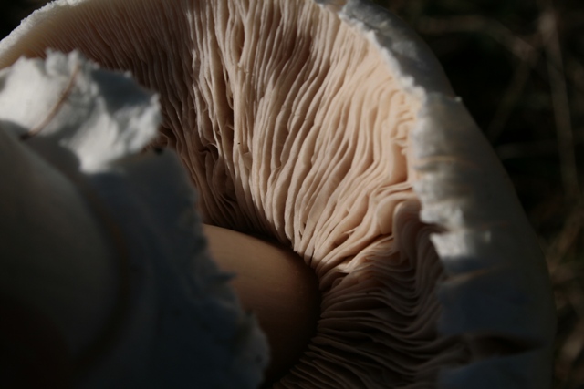 Agaricus praeclaresquamosus?